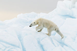 Arctic environment